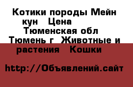 Котики породы Мейн-кун › Цена ­ 4 000 - Тюменская обл., Тюмень г. Животные и растения » Кошки   